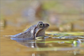 <p>SKOKAN HNĚDÝ ( (Rana temporaria) ---- /Common frofg - Grasfrosch/</p>